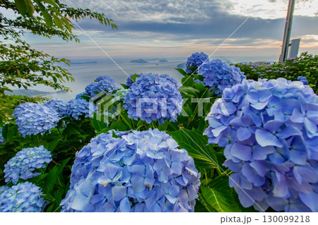 香川県内有数の紫陽花の名所 紫雲出山 香川県内有数の紫陽花の名所 紫雲出山 130099218