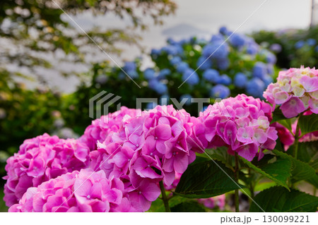 香川県内有数の紫陽花の名所　紫雲出山 130099221