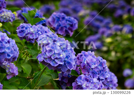 香川県内有数の紫陽花の名所　紫雲出山 130099226