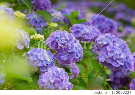 香川県内有数の紫陽花の名所　紫雲出山 130099227