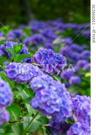 香川県内有数の紫陽花の名所　紫雲出山 130099230
