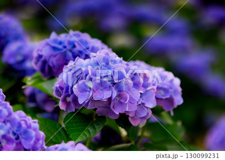 香川県内有数の紫陽花の名所 紫雲出山 香川県内有数の紫陽花の名所 紫雲出山 130099231