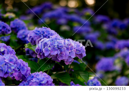 香川県内有数の紫陽花の名所 紫雲出山 香川県内有数の紫陽花の名所 紫雲出山 130099233