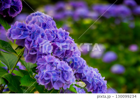 香川県内有数の紫陽花の名所　紫雲出山 130099234