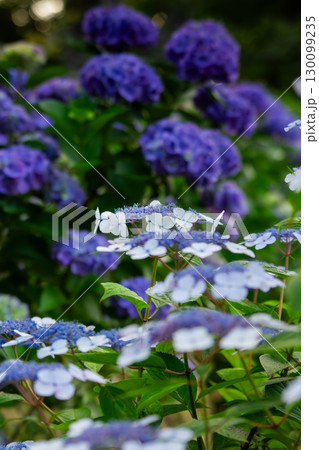 香川県内有数の紫陽花の名所　紫雲出山 130099235
