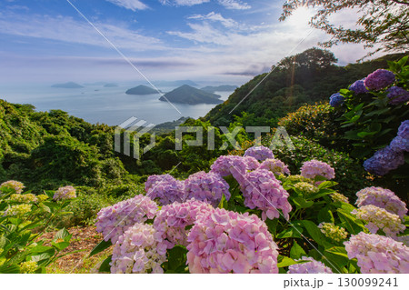 香川県内有数の紫陽花の名所　紫雲出山 130099241