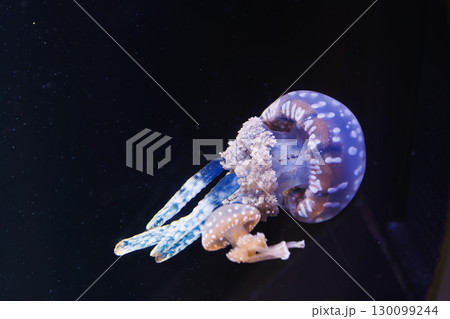 可愛いクラゲ 130099244