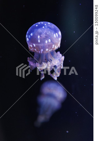 可愛いクラゲ 130099248