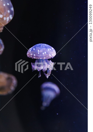 可愛いクラゲ 130099249