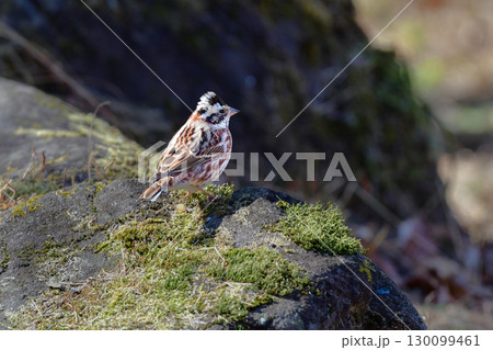 冬の雑木林で見られる身近な小鳥の仲間、赤茶色のかわいいカシラダカ 130099461