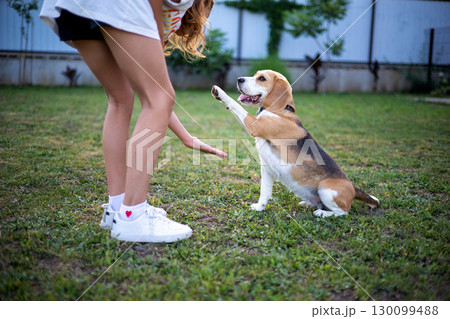 A joyful beagle sits on the green grass, lifting its paw toward a smiling owner. The owner encourages the dog's trick in a sunny backyard filled with greenery, creating a fun atmosphere. A joyful beagle sits on the green grass, lifting its paw toward a smiling owner. The owner encourages the dog's trick in a sunny backyard filled with greenery, creating a fun atmosphere. 130099488