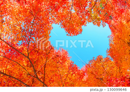 オレンジの紅葉にハートの空 オレンジの紅葉にハートの空 130099646