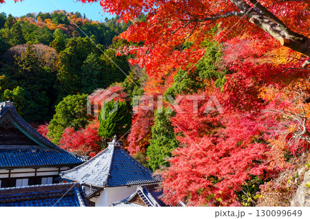 紅葉に包まれる秋の楊谷寺 紅葉に包まれる秋の楊谷寺 130099649