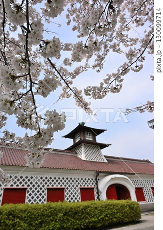 みなとぴあの桜(新潟県) みなとぴあの桜(新潟県) 130099714
