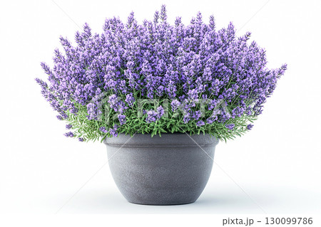 Potted beauty plant. Ceramic vase in village style with lavender plant with purple flowers on a white background. Herb bush in pot. 130099786