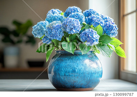 Big Hydrangea bush in rustic pot with fleshy leaves and flowers on a white background. 130099787