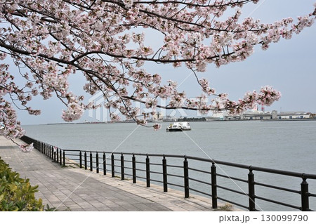 みなとぴあの桜(新潟県) みなとぴあの桜(新潟県) 130099790