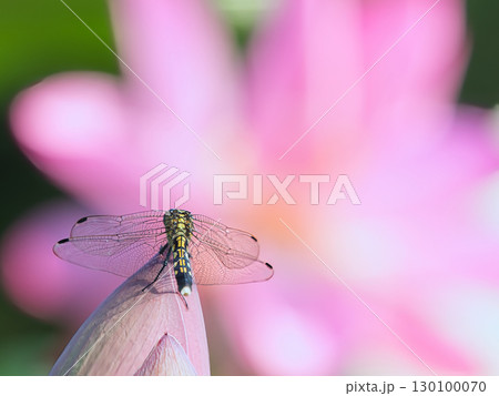 ハスの蕾に止まるトンボ 130100070