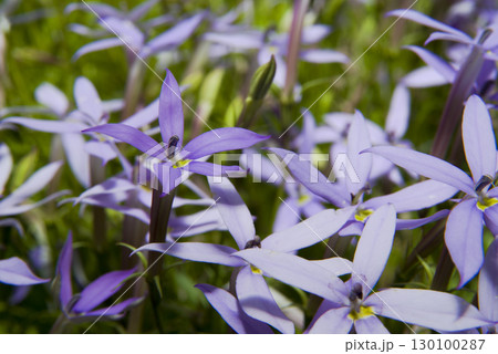 公園にイソトマの花が咲いています。学名はIsotomaです。 130100287