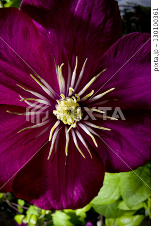 赤紫色のクレマチスの花が咲いています。学名はClematisです。 130100361