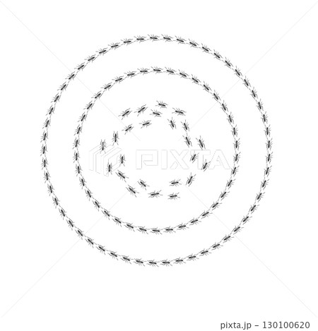 Ant trail. Walking group of black insects. Line of worker ants marching in search of food. Curve footpath of home pest isolated on transparent background. Vector Ant trail. Walking group of black insects. Line of worker ants marching in search of food. Curve footpath of home pest isolated on transparent background. Vector 130100620