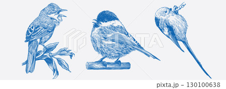 Hand drawn set with birds, different species from European forests. Whitethroat, brown headed tit 130100638