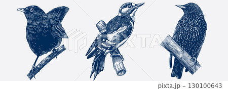 Set of European forest and garden birds. Blackbird, Great spotted woodpecker, Starling.Engraved 130100643