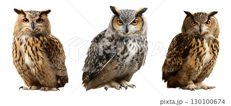 Set of owl for Halloween, isolated on transparent background. 130100674