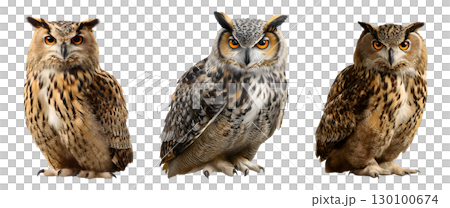 Set of owl for Halloween, isolated on transparent background. 130100674
