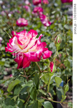 ピンクと白色　薔薇園にピンクと白色のバラの花が咲いています。このバラの名前はダブル・デライトです。 130100848