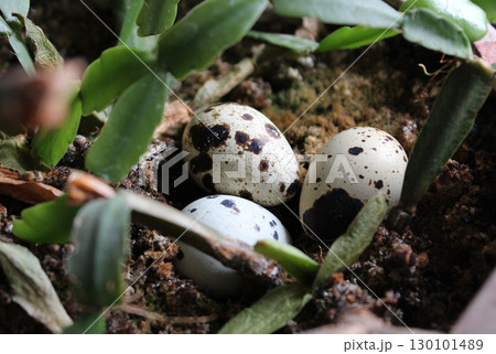 Three Snake Eggs On A Ground In Jungle Grass 130101489