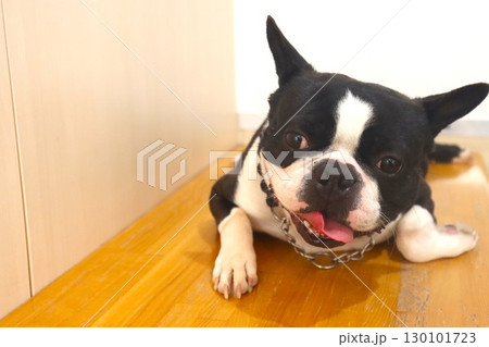 ベンチに伏せて可愛く見つめるボストンテリアのマイティ君 130101723