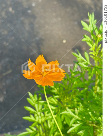 花 花 130101755