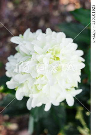 Skyfall Hydrangea White Petals Against Summer Greenery Skyfall Hydrangea White Petals Against Summer Greenery 130101928