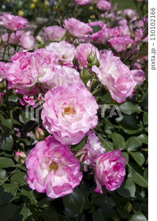 薔薇園にピンク色と白色の薔薇の花が咲いています。このバラの名前はボルデュール・ローズです。 薔薇園にピンク色と白色の薔薇の花が咲いています。このバラの名前はボルデュール・ローズです。 130102166