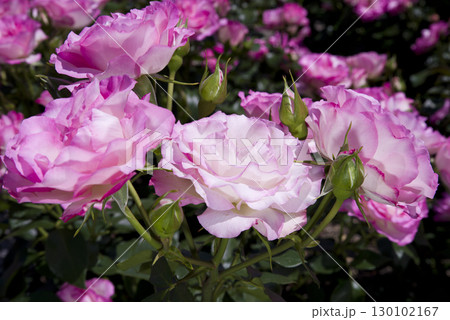 薔薇園にピンク色と白色の薔薇の花が咲いています。このバラの名前はボルデュール・ローズです。 薔薇園にピンク色と白色の薔薇の花が咲いています。このバラの名前はボルデュール・ローズです。 130102167