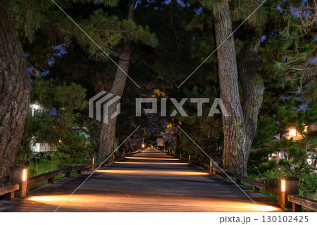 世界遺産・三保松原松並木「神の道」の夜の風景 130102425