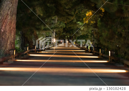 世界遺産・三保松原松並木「神の道」の夜の風景 130102428