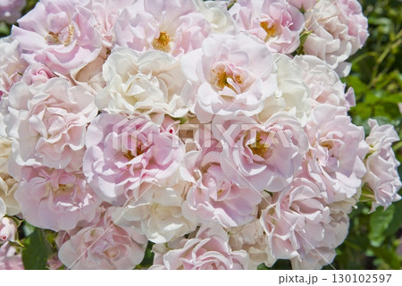 薔薇園にピンク色と白色の薔薇の花が咲いています。このバラの名前はセレッソです。 130102597