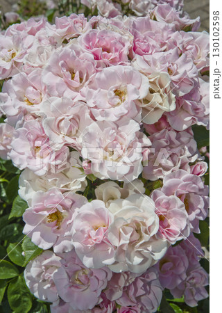 薔薇園にピンク色と白色の薔薇の花が咲いています。このバラの名前はセレッソです。 130102598