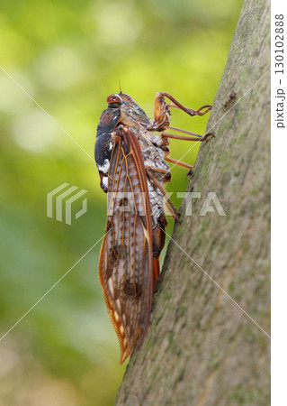 木に止まるアブラゼミ 木に止まるアブラゼミ 130102888