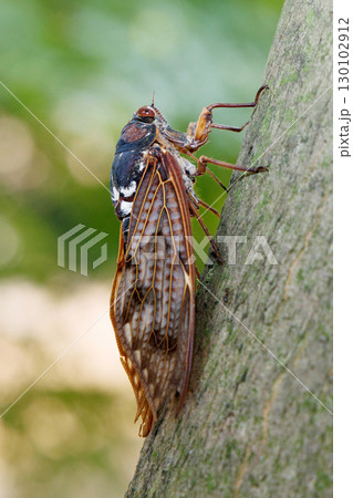 木に止まるアブラゼミ 木に止まるアブラゼミ 130102912