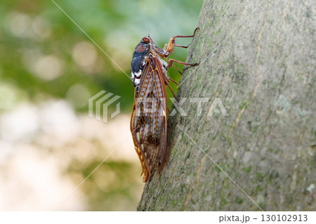 木に止まるアブラゼミ 130102913