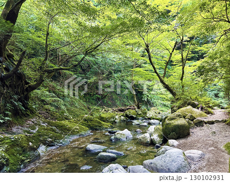 新緑に映える渓谷 130102931