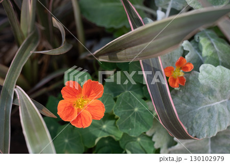 初夏の赤いキンレンカ 130102979