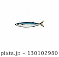 サンマのイラスト 130102980