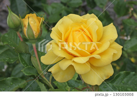 冠山総合公園のバラ 130103008