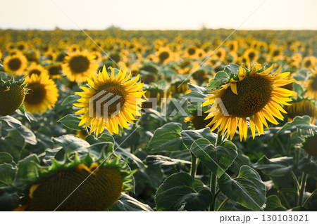 Sunflower Field at Sunset Sunflower Field at Sunset 130103021