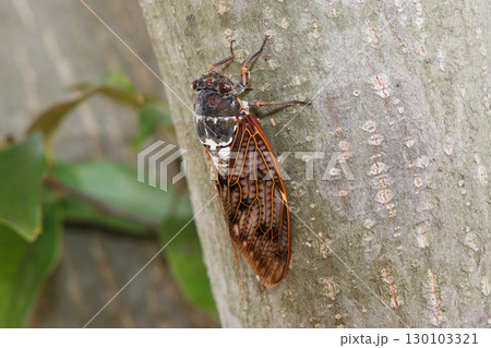 木に止まるアブラゼミ 130103321