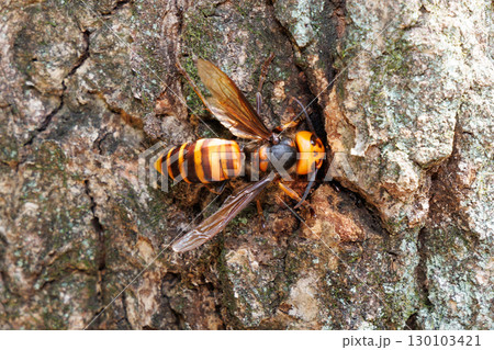 樹液を吸うオオスズメバチ 130103421